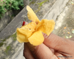 Dolichandra unguis-cati