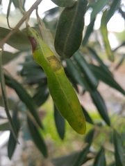 Venturia oleaginea