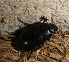 Hydrophilus pistaceus