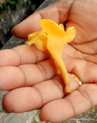 Dolichandra unguis-cati