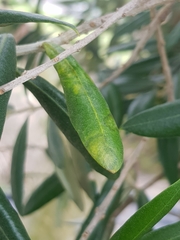 Venturia oleaginea