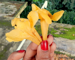 Dolichandra unguis-cati