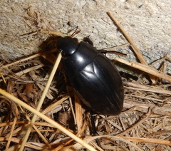 Hydrophilus pistaceus