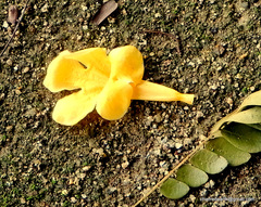 Dolichandra unguis-cati