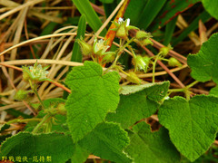 Rubus amphidasys