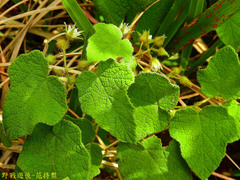 Rubus amphidasys