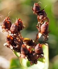 Hypericum richeri burseri