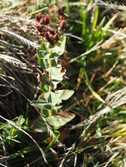 Hypericum richeri burseri