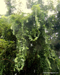 Dolichandra unguis-cati