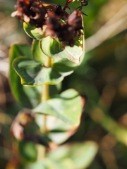 Hypericum richeri burseri