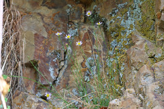 Erigeron arenarioides