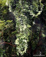 Dolichandra unguis-cati