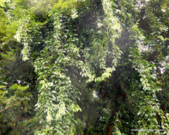 Dolichandra unguis-cati