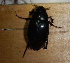 Hydrophilus pistaceus