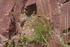 Erigeron arenarioides