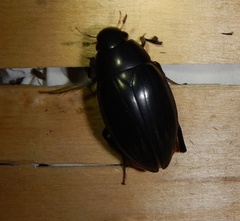 Hydrophilus pistaceus