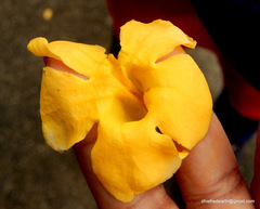 Dolichandra unguis-cati