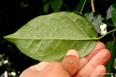 Dolichandra unguis-cati