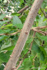 Dolichandra unguis-cati