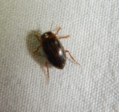 Hygrotus parallellogrammus