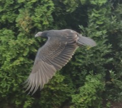 Cathartes aura