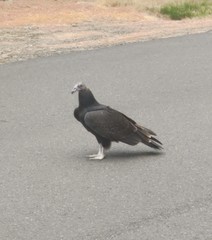 Cathartes aura