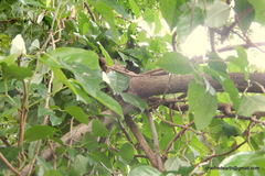 Dolichandra unguis-cati