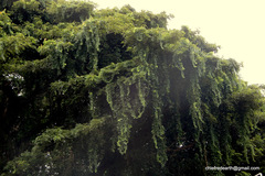 Dolichandra unguis-cati