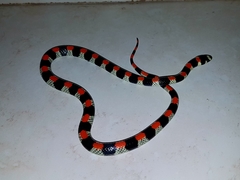 Scolecophis atrocinctus