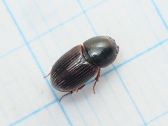 Loraphodius suarius