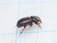 Loraphodius suarius