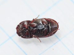 Loraphodius suarius