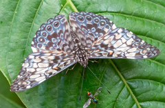 Hamadryas fornax