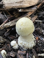 Agaricales