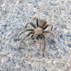 Aphonopelma johnnycashi