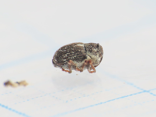Oprohinus consputus