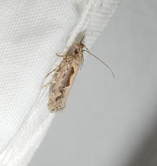 Ornativalva plutelliformis