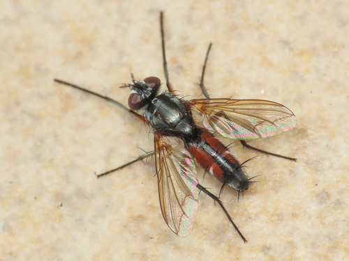 Mintho rufiventris, photo 4 of 10