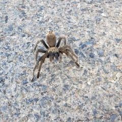 Aphonopelma johnnycashi