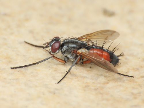 Mintho rufiventris