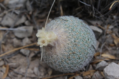Epithelantha greggii greggii