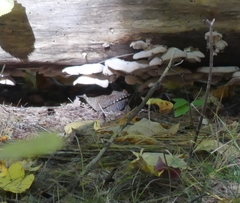 Troglodytes hiemalis