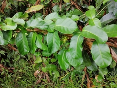 Prestoniinae