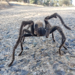 Aphonopelma johnnycashi