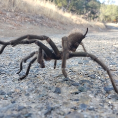 Aphonopelma johnnycashi