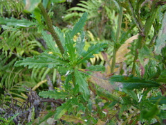Senecio biserratus