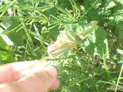 Triphragmium ulmariae