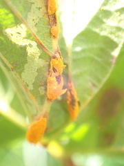 Triphragmium ulmariae