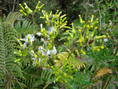 Senecio biserratus