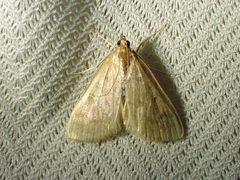 Framinghamia helvalis
